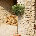 Chez Catharina Oldtimer Couette-café Levoncourt (Meuse)